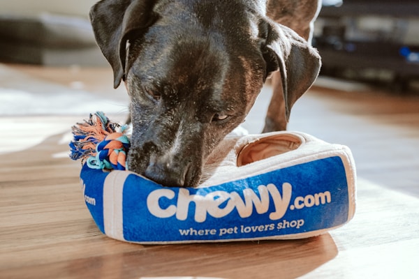 Lost dog reunited with family